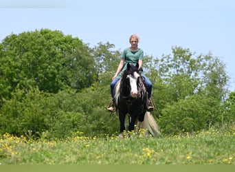 Tinker, Ruin, 6 Jaar, 137 cm
