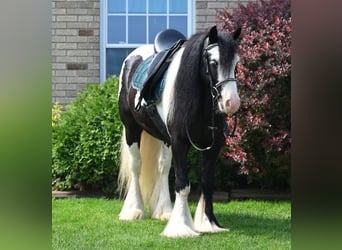 Tinker, Ruin, 6 Jaar, 137 cm