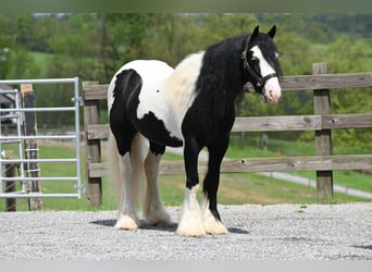 Tinker, Ruin, 6 Jaar, 137 cm