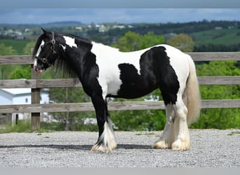 Tinker, Ruin, 6 Jaar, 137 cm