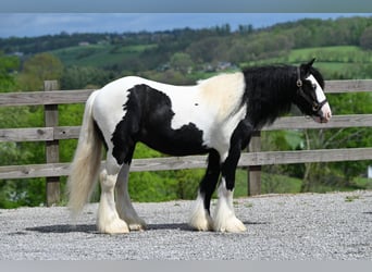 Tinker, Ruin, 6 Jaar, 137 cm