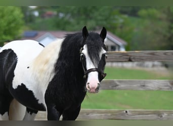 Tinker, Ruin, 6 Jaar, 137 cm