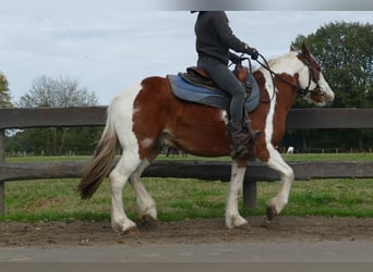 Tinker Mix, Ruin, 6 Jaar, 138 cm, Gevlekt-paard