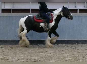 Tinker, Ruin, 6 Jaar, 138 cm, Gevlekt-paard
