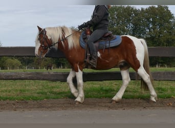 Tinker Mix, Wallach, 6 Jahre, 138 cm, Schecke