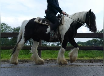 Tinker, Ruin, 6 Jaar, 138 cm, Gevlekt-paard