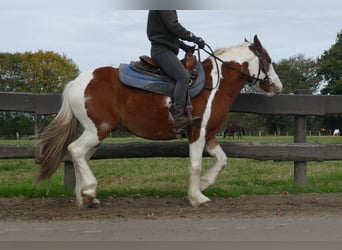 Tinker Mix, Wallach, 6 Jahre, 138 cm, Schecke