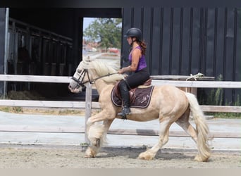 Tinker, Ruin, 6 Jaar, 140 cm, Palomino