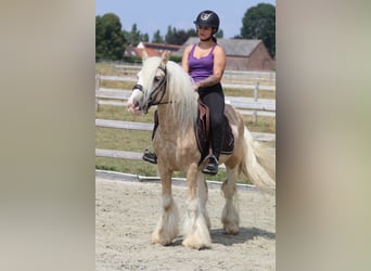 Tinker, Ruin, 6 Jaar, 140 cm, Palomino