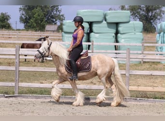 Tinker, Ruin, 6 Jaar, 140 cm, Palomino