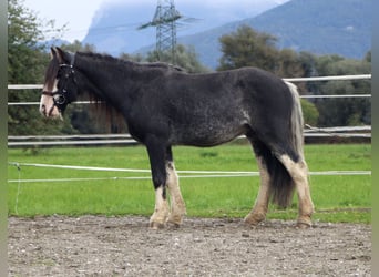 Tinker, Ruin, 6 Jaar, 143 cm, Sabino