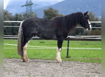 Tinker, Ruin, 6 Jaar, 143 cm, Sabino
