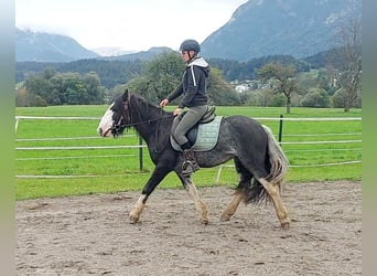 Tinker, Ruin, 6 Jaar, 143 cm, Sabino