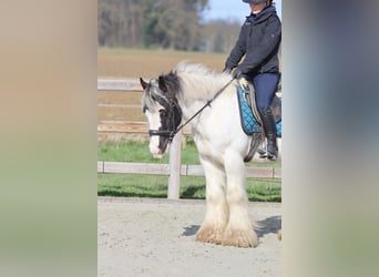 Tinker, Ruin, 6 Jaar, 144 cm, Gevlekt-paard