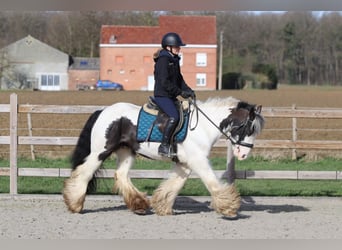 Tinker, Ruin, 6 Jaar, 144 cm, Gevlekt-paard