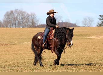 Tinker, Ruin, 6 Jaar, 145 cm, Roodbruin