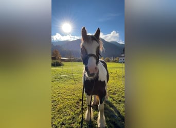 Tinker, Ruin, 6 Jaar, 148 cm, Gevlekt-paard