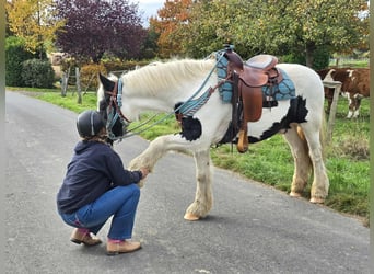 Tinker, Ruin, 6 Jaar, 150 cm, Gevlekt-paard