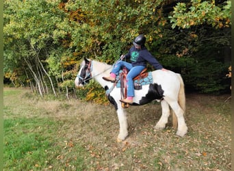 Tinker, Ruin, 6 Jaar, 150 cm, Gevlekt-paard
