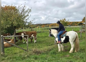 Tinker, Ruin, 6 Jaar, 150 cm, Gevlekt-paard