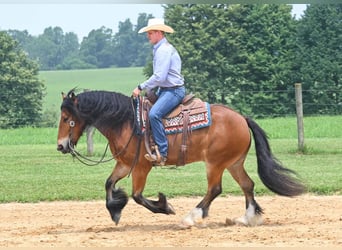 Tinker Mix, Ruin, 6 Jaar, 150 cm, Roodbruin