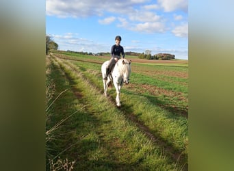Tinker, Ruin, 6 Jaar, 150 cm, Schimmel