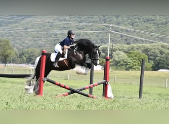 Tinker, Ruin, 6 Jaar, 150 cm