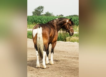 Tinker Mix, Ruin, 6 Jaar, 152 cm, Gevlekt-paard