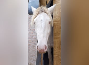Tinker, Ruin, 6 Jaar, 153 cm, Cremello