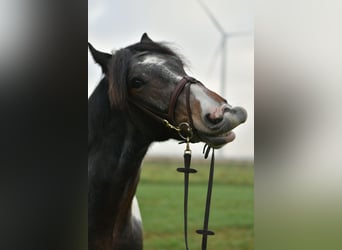 Tinker, Ruin, 6 Jaar, 153 cm, Gevlekt-paard