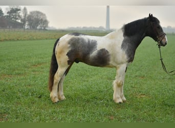 Tinker, Ruin, 6 Jaar, 153 cm, Gevlekt-paard