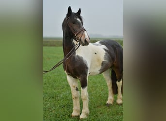 Tinker, Ruin, 6 Jaar, 153 cm