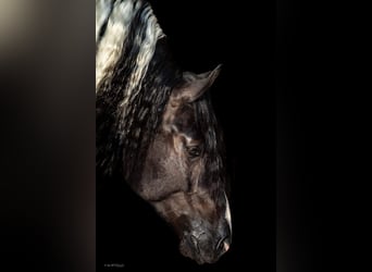 Tinker Mix, Ruin, 6 Jaar, 155 cm, Gevlekt-paard