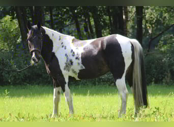 Tinker, Ruin, 6 Jaar, 155 cm, Gevlekt-paard