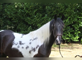 Tinker, Ruin, 6 Jaar, 155 cm, Gevlekt-paard