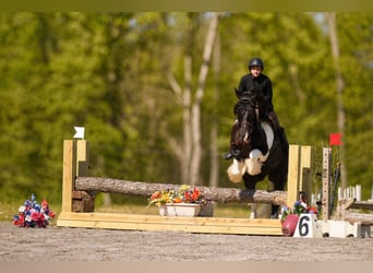 Tinker Mix, Ruin, 6 Jaar, 163 cm, Gevlekt-paard