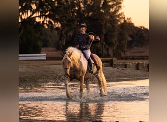 Tinker Mix, Ruin, 6 Jaar, 168 cm, Gevlekt-paard