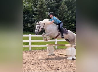 Tinker, Ruin, 6 Jaar, Appelschimmel