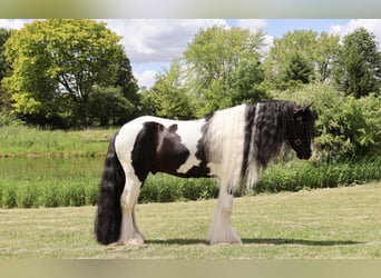 Tinker, Ruin, 6 Jaar, Gevlekt-paard