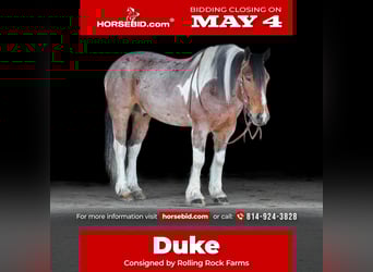 Tinker Mix, Ruin, 6 Jaar, Gevlekt-paard