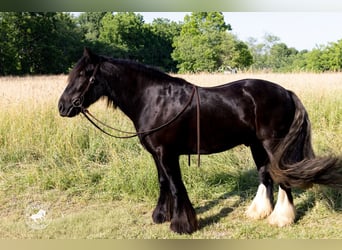 Tinker, Ruin, 6 Jaar, Zwart