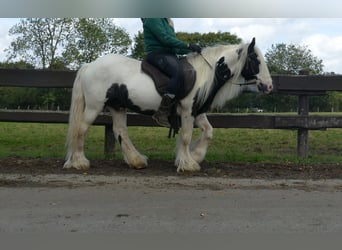 Tinker, Ruin, 7 Jaar, 125 cm, Gevlekt-paard