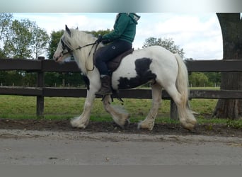 Tinker, Ruin, 7 Jaar, 125 cm, Gevlekt-paard