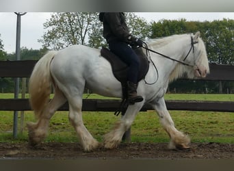 Tinker, Ruin, 7 Jaar, 130 cm, Schimmel