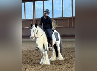 Tinker, Ruin, 7 Jaar, 132 cm, Gevlekt-paard