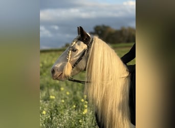 Tinker, Ruin, 7 Jaar, 132 cm, Gevlekt-paard
