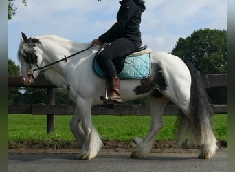 Tinker, Ruin, 7 Jaar, 134 cm, Gevlekt-paard
