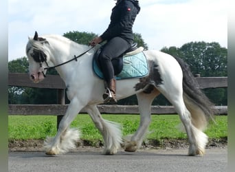 Tinker, Ruin, 7 Jaar, 134 cm, Gevlekt-paard