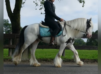 Tinker, Ruin, 7 Jaar, 134 cm, Gevlekt-paard