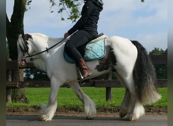 Tinker, Ruin, 7 Jaar, 134 cm, Gevlekt-paard